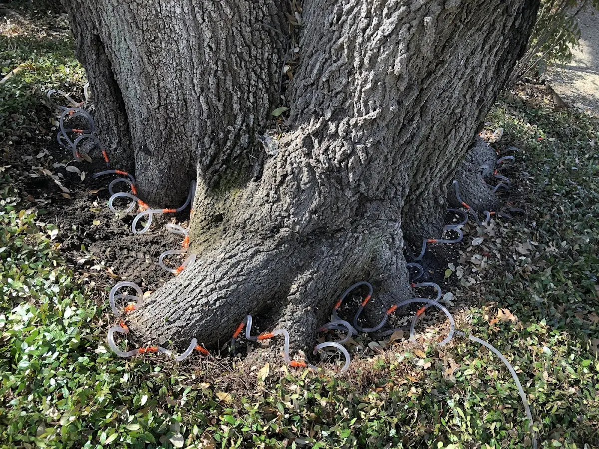 Detailed Tree Cabling and Bracing job site in Molina